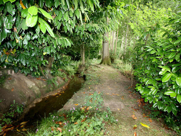Woods 2