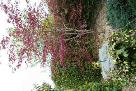 garden shrub