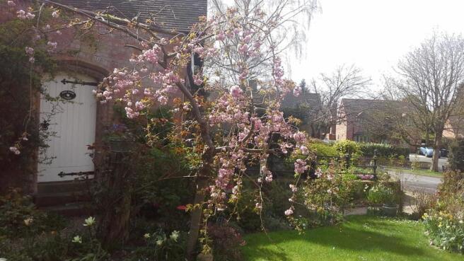 3.  The Coaches cherry blossom July 2020.jpg