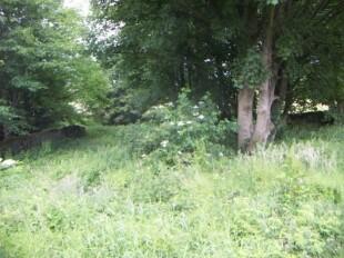 Garden & Woodland