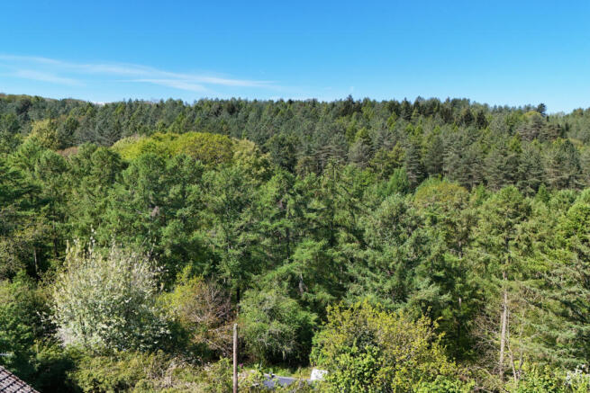 Woodland Views