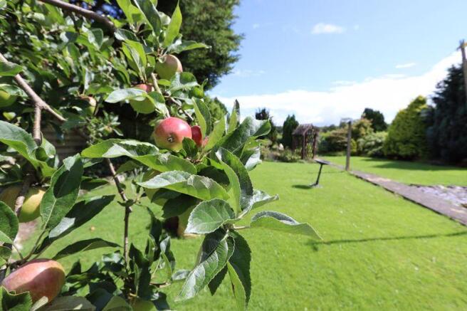 Apple Tree