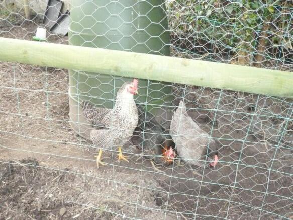 Happy Chickens!