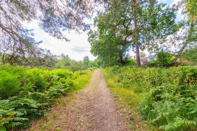 Woodland At Rear