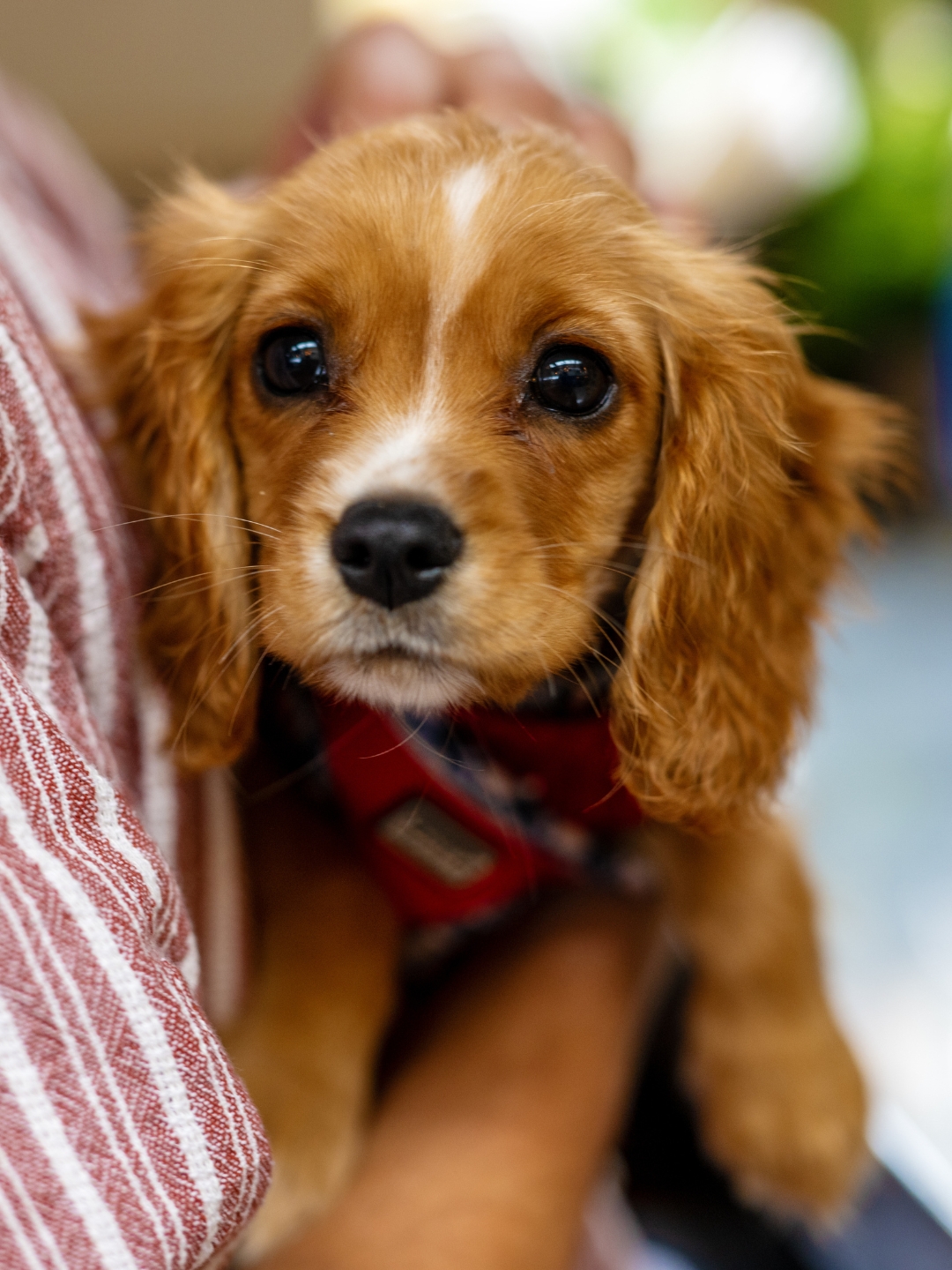 Pets welcome, no extra fee