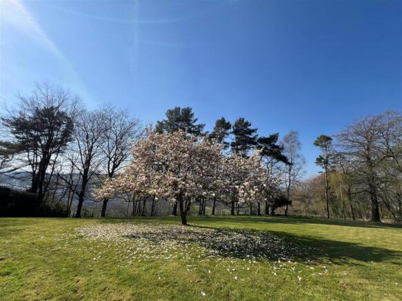 Magnolia Tree