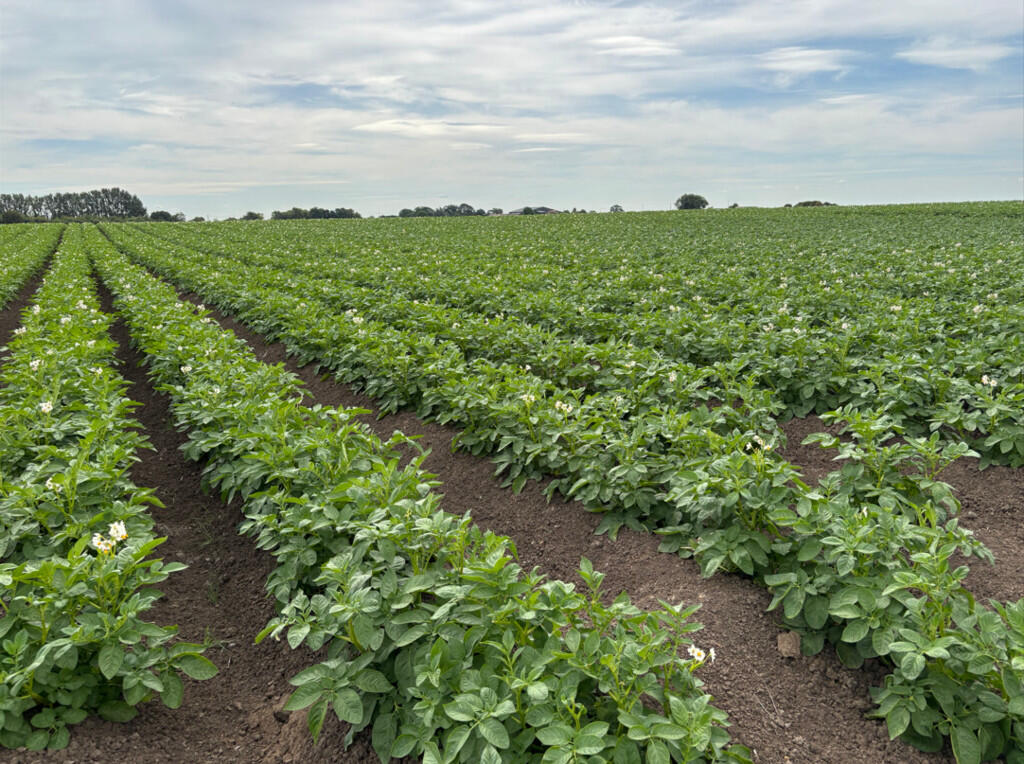 Main image of property: Whittlesey Road, Benwick