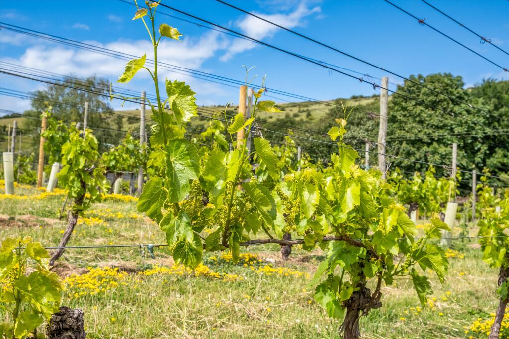 Whiteway Lane, Rodmell, Lewes, East Sussex BN7 - More
