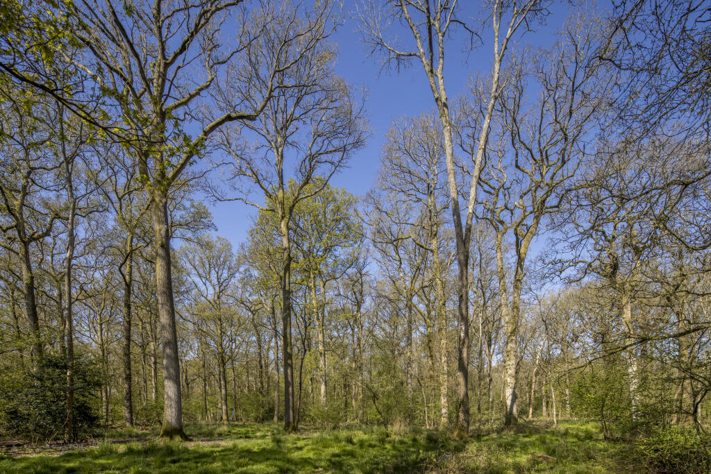 High Trees Woodland