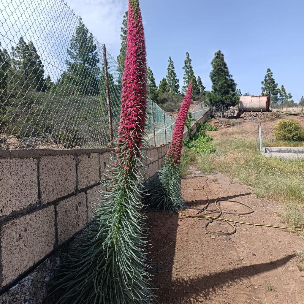 Main image of property: Canary Islands, Tenerife, Granadilla de Abona
