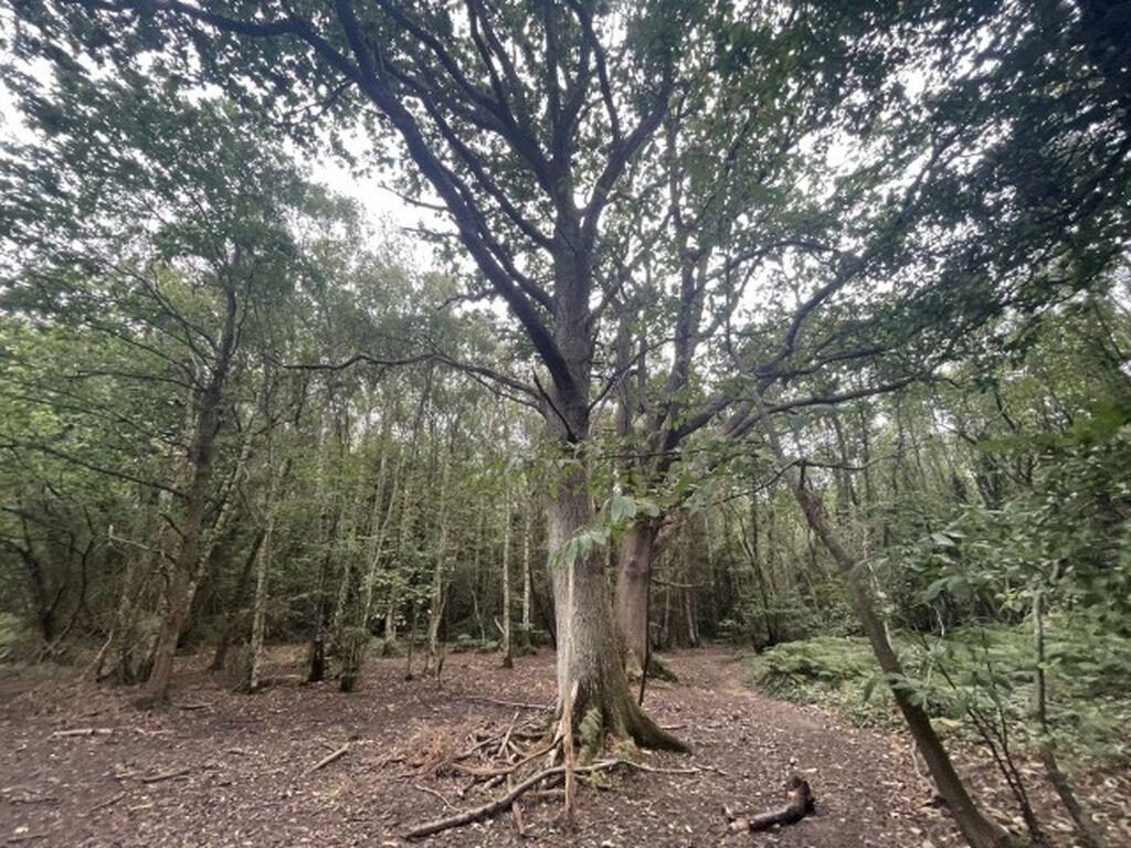 Wartling Road, Herstmonceux photo 2