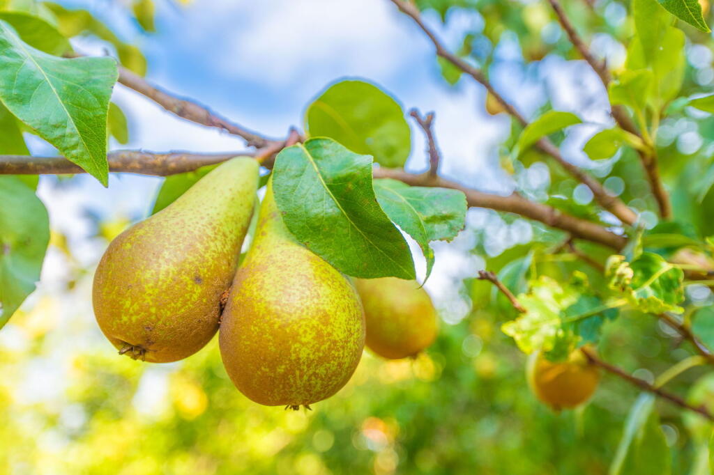 Additional image 38 of Alcester Road, Wythall, Birmingham, B47 6AP