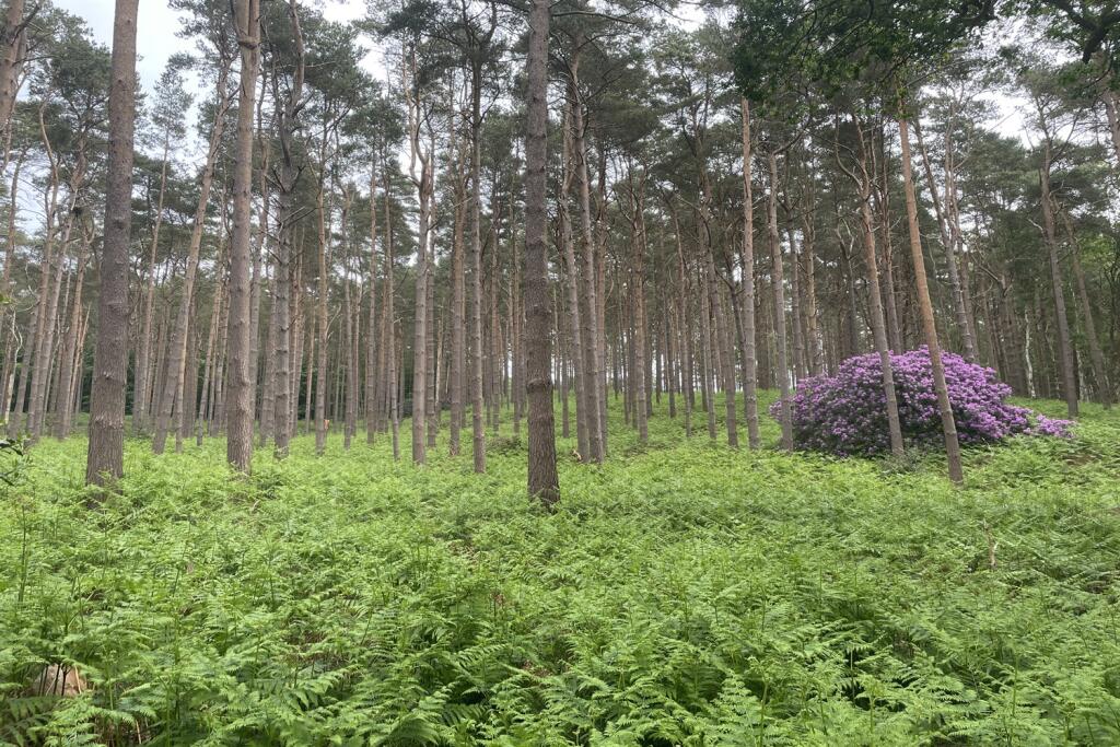 Main image of property: Crooksbury Woodland, Crooksbury Road, Tilford