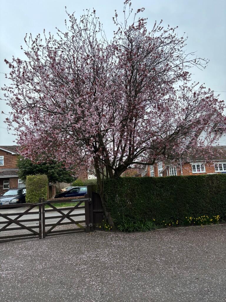 King Edwards Road, Ascot, Berkshire, SL5 photo 4