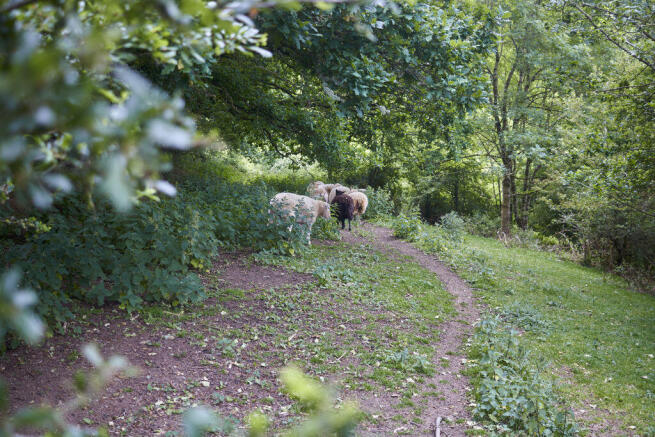 Sheep
