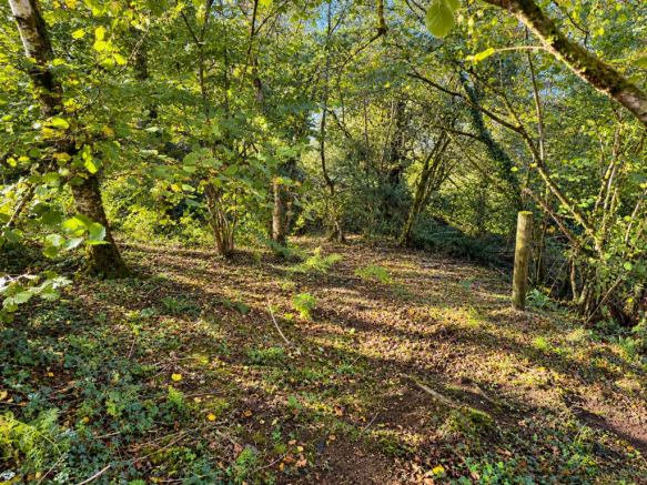 woodland3.png