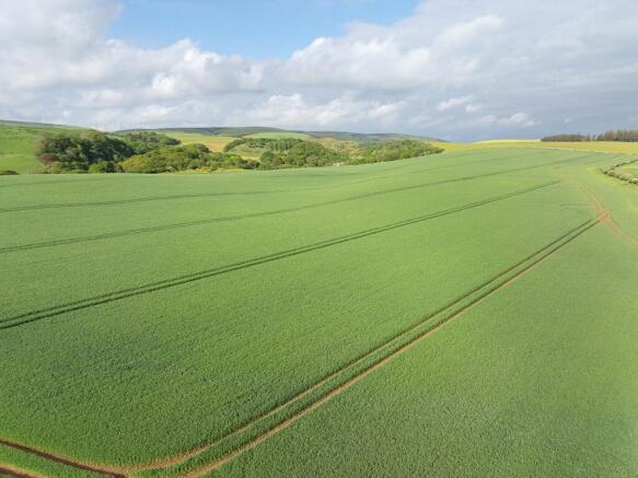 Winter Wheat