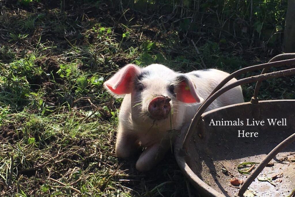 Additional image 18 of Forget Me Not Farm, Earlswood, B94