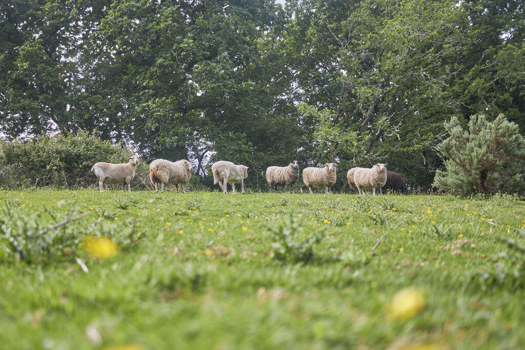  11 Acres with Off-Grid Chalet and Agricultural Potential – Near Cheriton Bishop, Devon photo 4