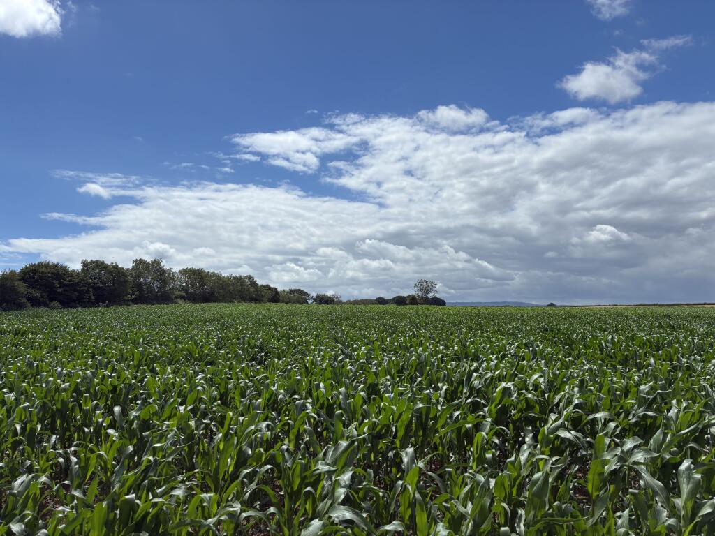 Main image of property: Land at Northalls Farm, Isle Abbotts, Somerset, TA3 6RR