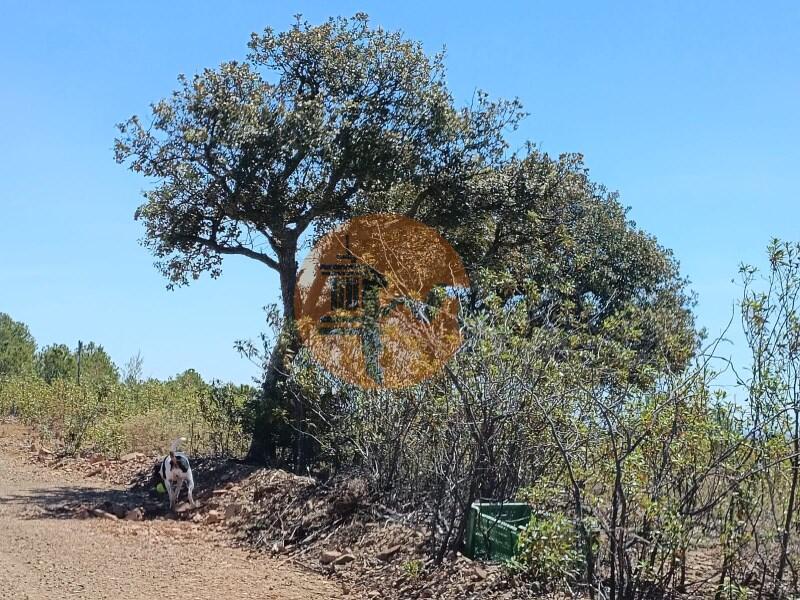 Main image of property: Algarve, Azinhal