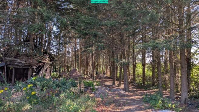 Rear forest Zone
