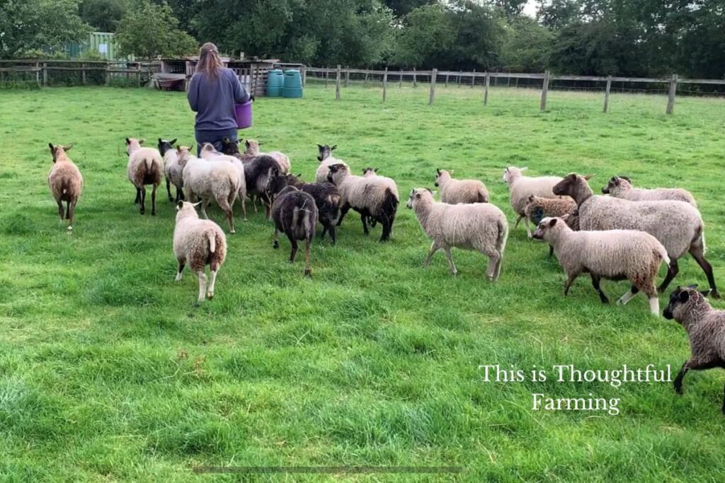 Additional image 16 of Forget Me Not Farm, Earlswood, B94