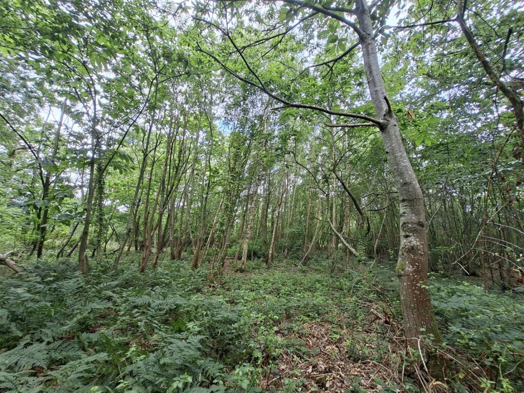 Woodland at Big Copse, Hampreston, Wimborne - Ansicht 6