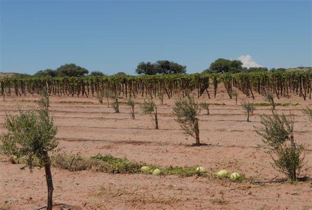 Main image of property: Salta, Molinos