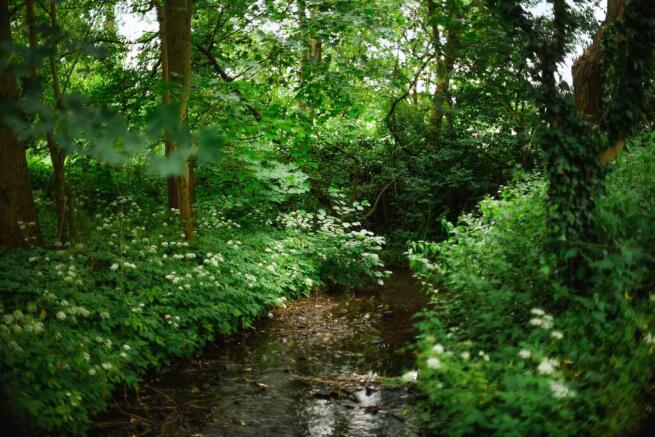 Woodland Stream 41