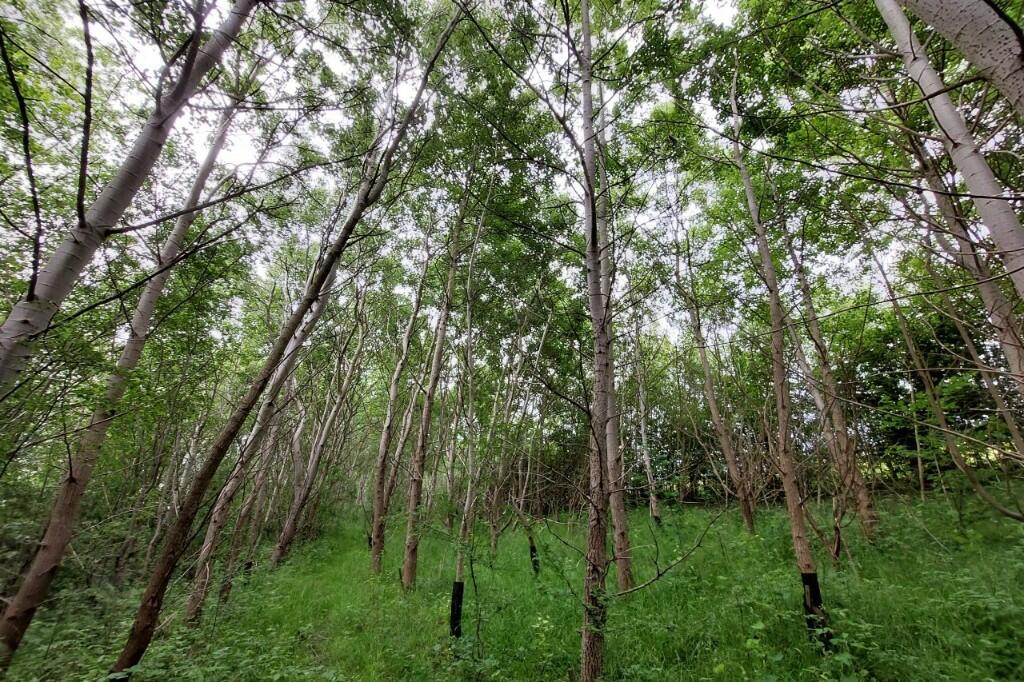 Main image of property: Woodland at Jacksdale, Ashfield, Nottingham, DE55 4PE