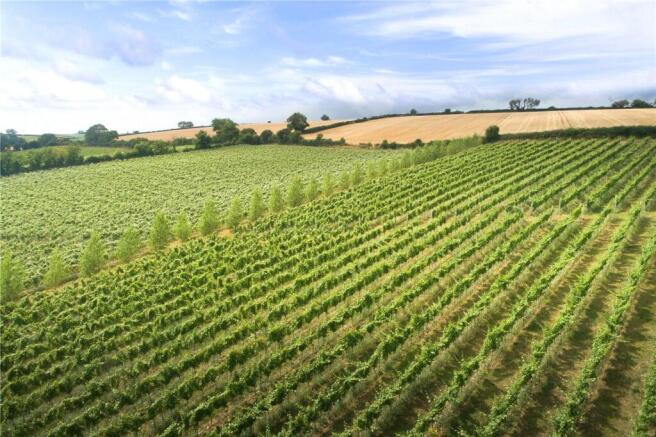 Muston Vineyard