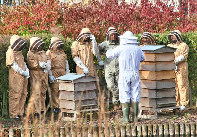 Beekeeping.jpg