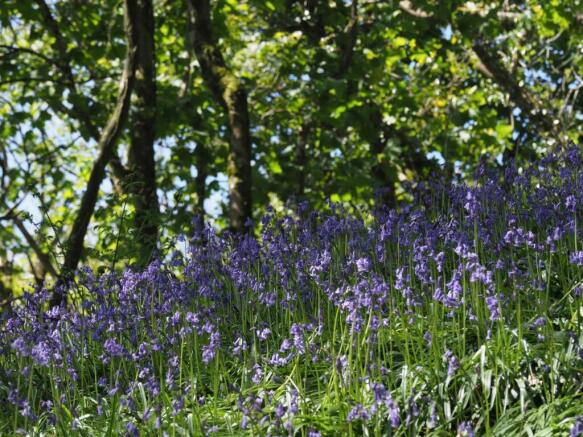 Local bluebell wood.jpg