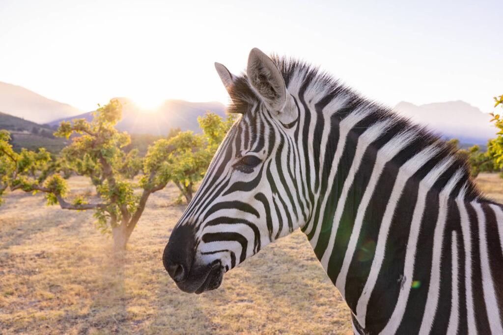 Main image of property: Western Cape, Paarl