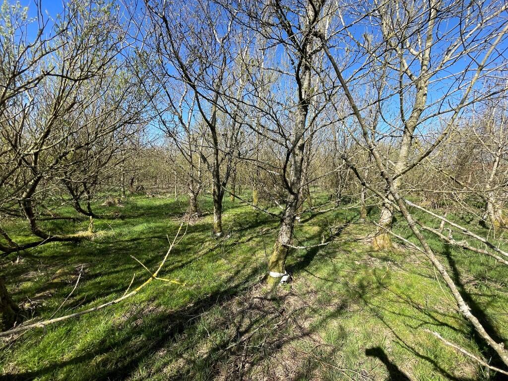 Additional image 23 of Woodland at Broadmuir, Hill of Fisherie, Turriff, AB53 5QL