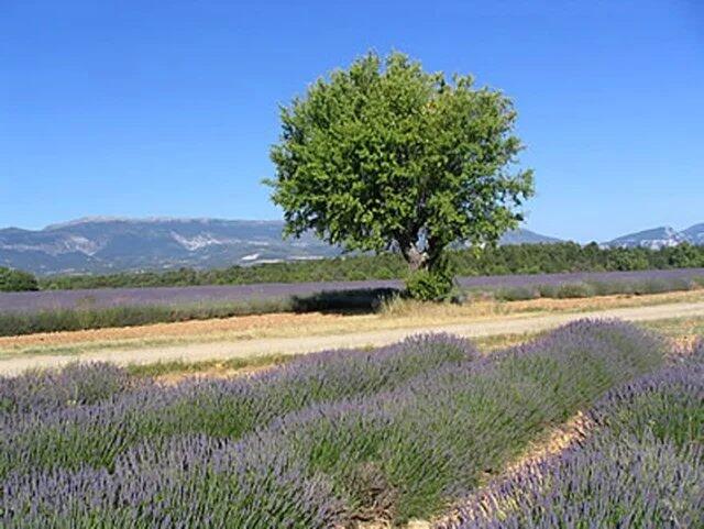 Main image of property: Provence-Alps-Cote d`Azur, Alpes-Maritimes, Grasse