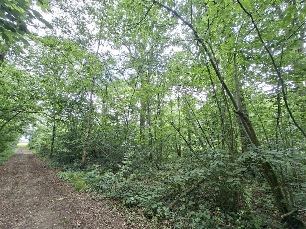 Woodland at Big Copse, Hampreston, Wimborne - Mehr