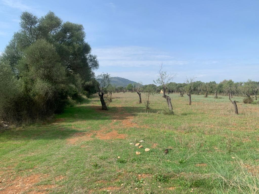 Main image of property: Balearic Islands, Mallorca, BĂşger