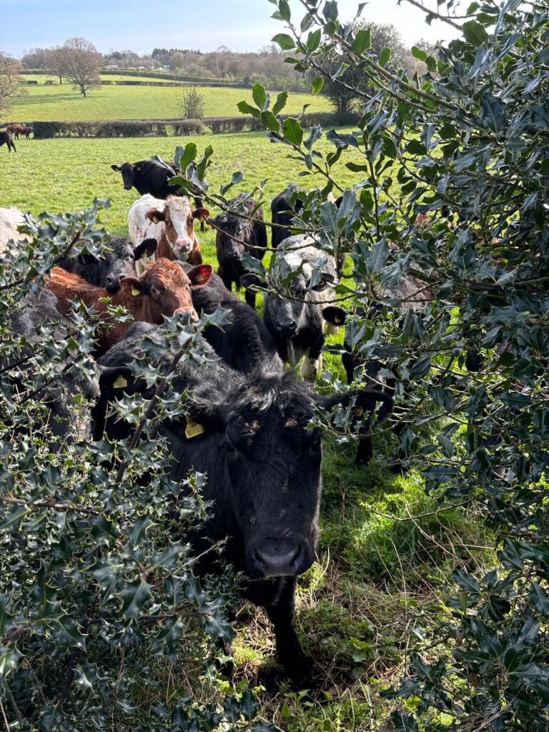 Additional image 31 of Slade Lane, Sutton Four Oaks, Sutton Coldfield, B75