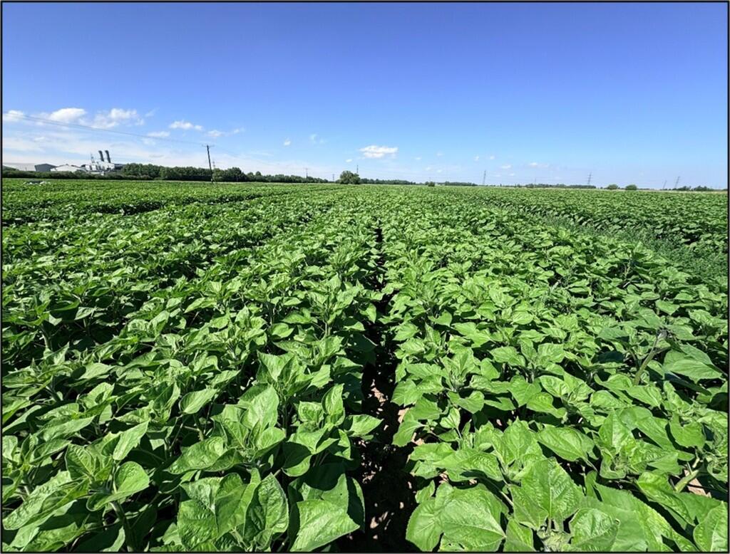 Main image of property: Grade 1 Arable Land, Holbeach Road, Spalding