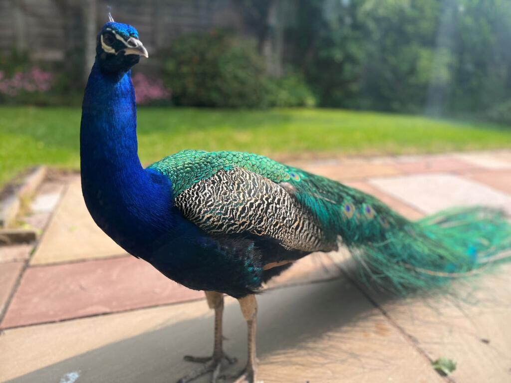 Additional image 21 of Applegarth, Barrowford, BB9