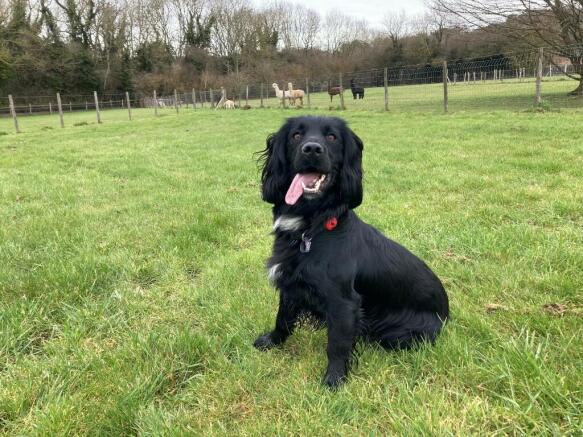 Dog walking field