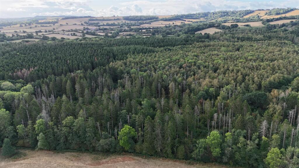 Northlode Woods, Middlemarsh, Sherborne - View 3