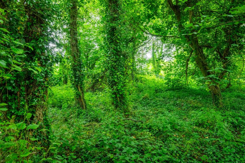 Coppice at Horwood - View 5