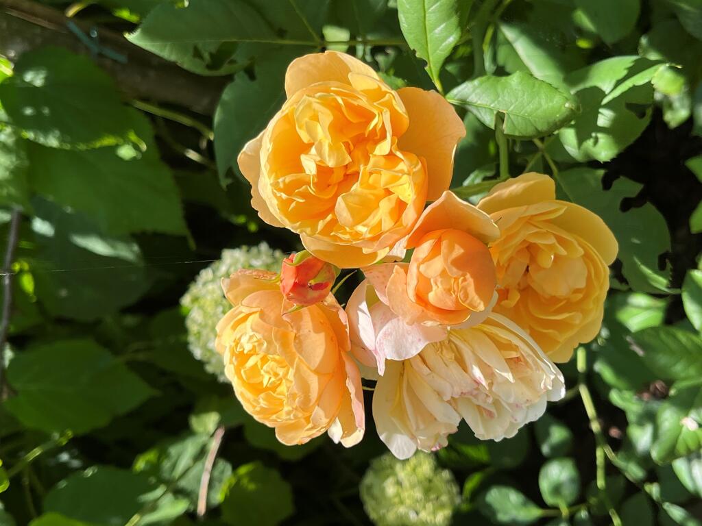 Pochard Gardens, Crowborough image 3