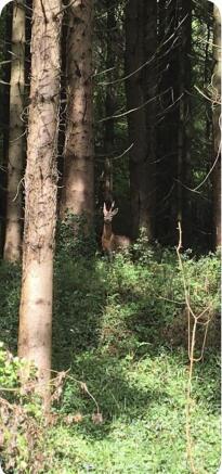Deer Photo.jpg