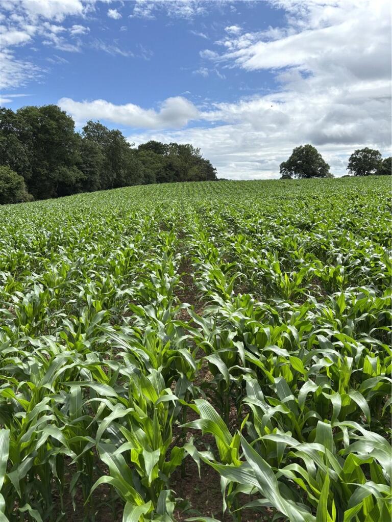 Main image of property: Outlying Portions of the Iscoyd Estate - Lot 6, Whitchurch, Wrexham, SY13