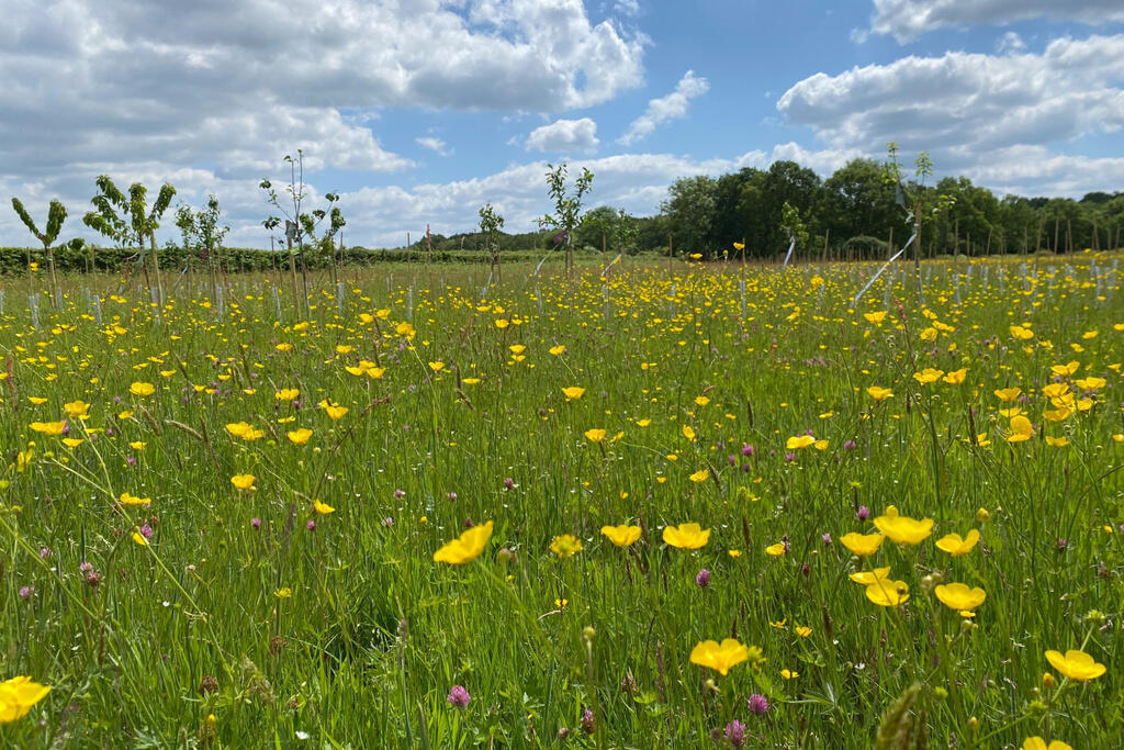 Wild Flowers at Bailes Brook