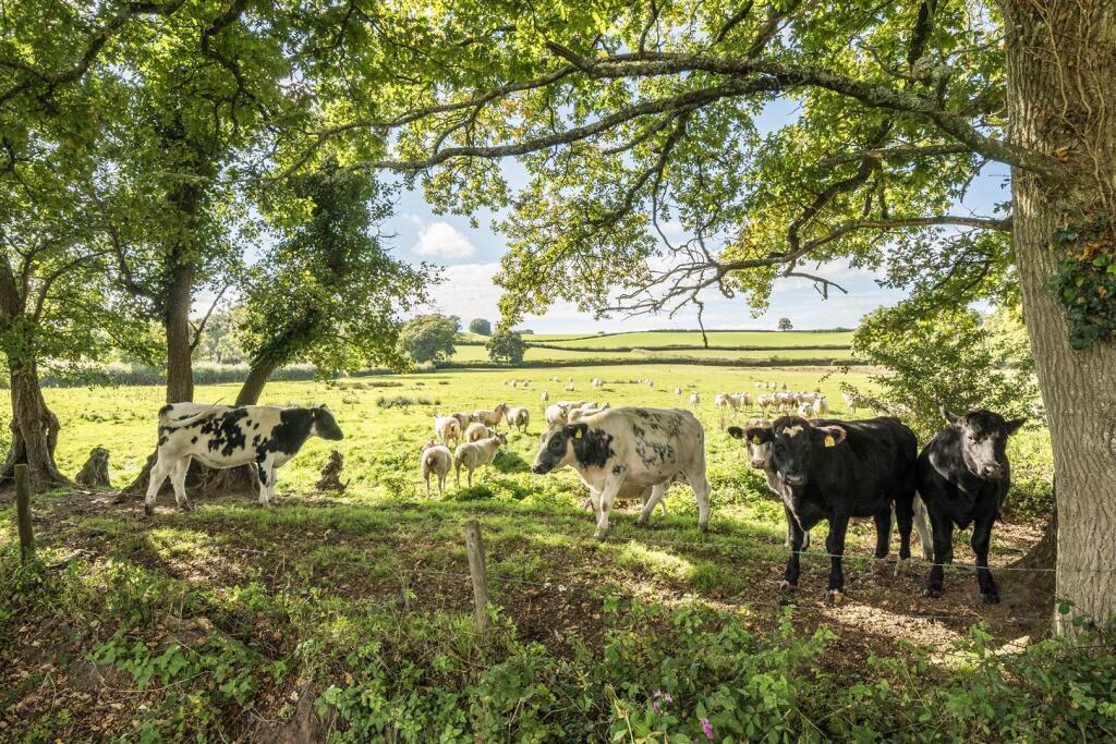 Main image of property: Fluxton, Ottery St Mary